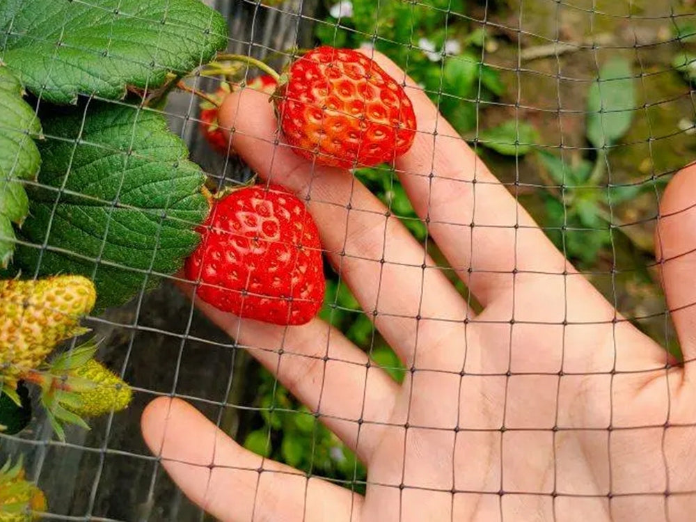 Mreža za zaštitu od ptica, izdržljiva, gusta, za zaštitu vrta,4x6m